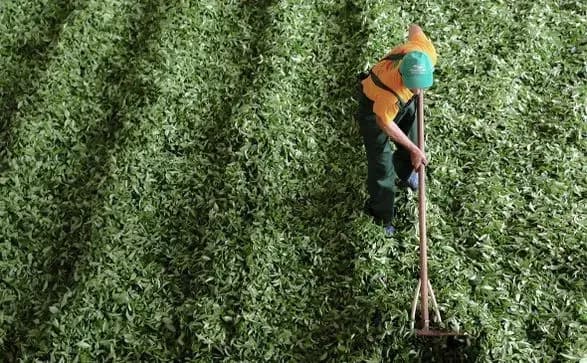 Компанія Unilever продала свій чайний бізнес за 4,5 млрд євро