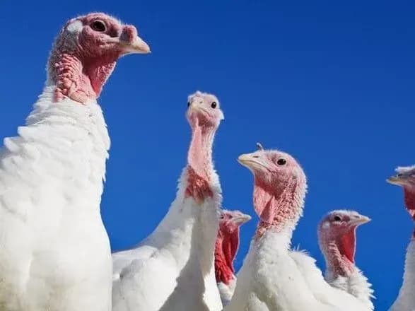 День подяки: Біллі Айліш, Хоакін Фенікс та інші знаменитості просять Байдена помилувати індичок