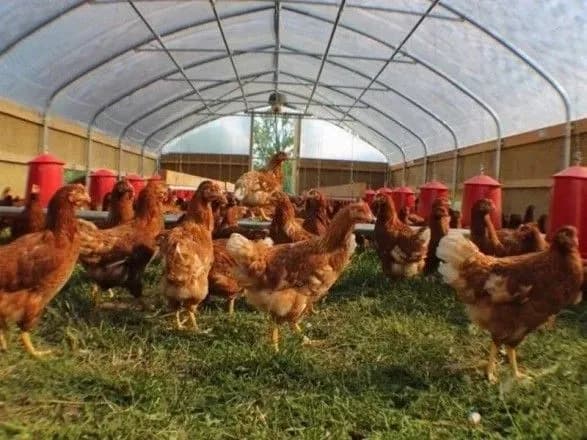 В Индии из-за громкой музыки умерли десятки куриц