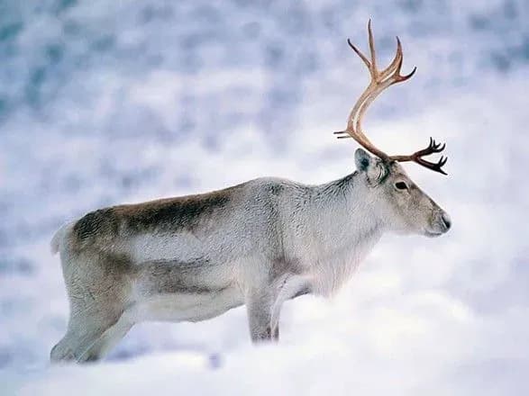 Науковці розповіли, яка тварина може зникнути через кліматичні зміни