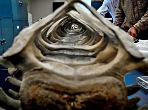 У США подружжя декілька років зберігало у гаражі кістки давно вимерлого кита