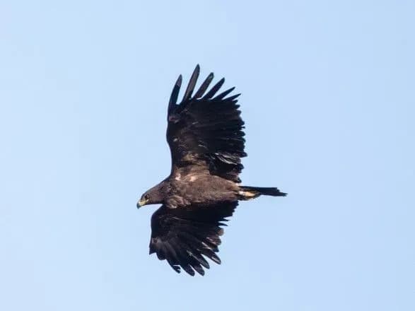 Перебувають під загрозою вимирання: у Чорнобильській зоні помітили рідкісних птахів