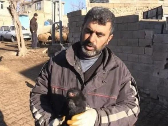 У Туреччині народилося козеня, яке має одну очницю, де одразу два ока