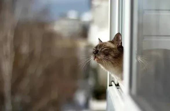 Переважно без опадів: погода в Україні на 15 лютого