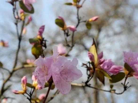 Синоптики дали прогноз на травень: що чекає українців