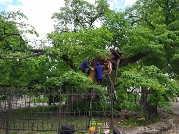 На лікування 400-літньої липи Петра Могили знадобиться декілька років