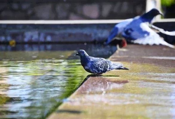 Дощі на частині України та спека до 36°: прогноз погоди на сьогодні