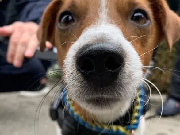 Пес Патрон з'їздив на Хмельниччину: що там робив