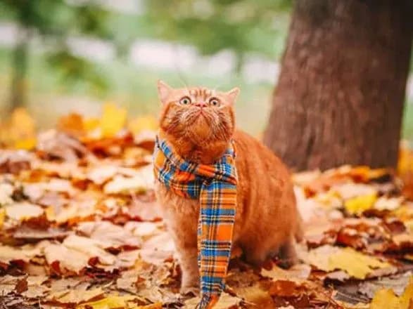 В Україну йде потепління: синоптики дали прогноз до середини тижня