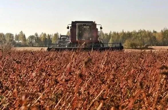 У Мінагрополітики очікують, що гречки буде зібрано близько 140 тис тонн. Збір пшениці завершено