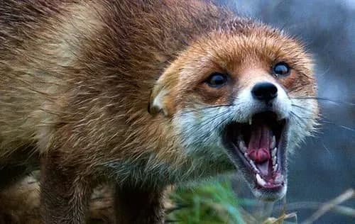 Укусила собака або хижа тварина? У МОЗ розповіли про першочергові кроки