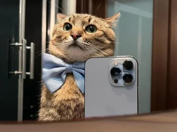 Кіт Степан став амбасадором проєкту "Збережіть українську культуру"