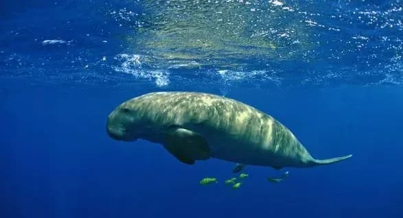 Морські корови перебувають під загрозою зникнення