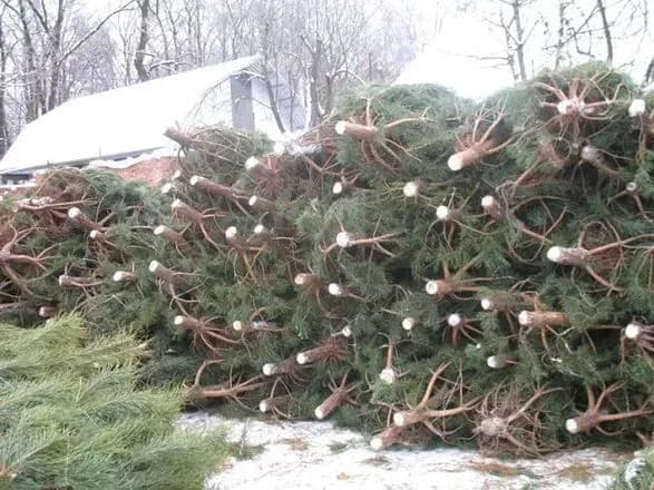 Понад 4 тисячі гривень за ялинку: у КМДА нагадали про штрафи за незаконно зрубане дерево