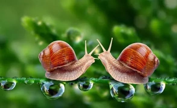 Китайські вчені створили клей для загоєння ран з равликового слизу