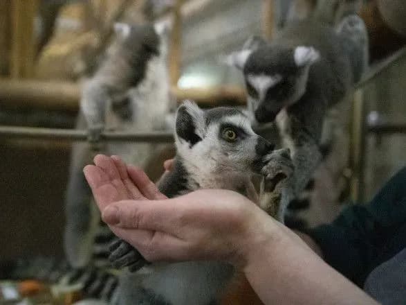 Торік у столичному зоопарку народилося 300 нових мешканців