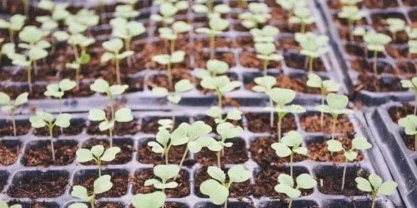 Українці стали частіше купувати насіння та саджанці