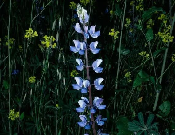 Каліфорнія вкрилась пишним цвітом квітів після зимових злив