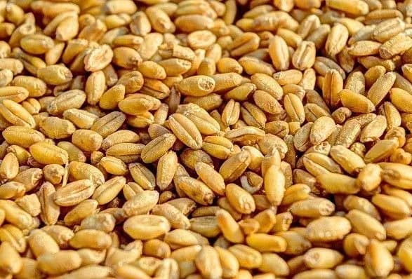 В окупованому Криму росіяни грабують українське населення, привласнюючи зерновий урожай мирних громадян