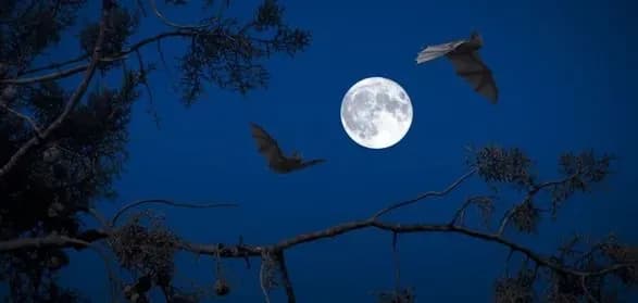 У липні українці зможуть побачити перший повний Супермісяць року