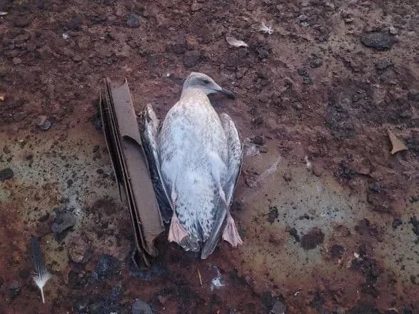 В ОК "Південь" показали наслідки атаки на Одесу