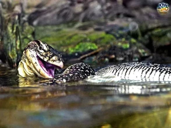 "СПА процедури" у столичному зоопарку: як тварини рятуються від спеки
