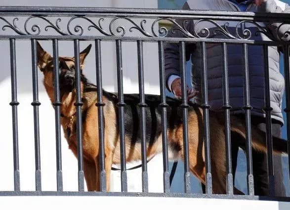 Собака Байдена знову покусала агента Секретної служби США