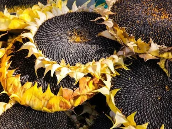 Болгарія заборонила ввезення соняшнику з України до кінця листопада