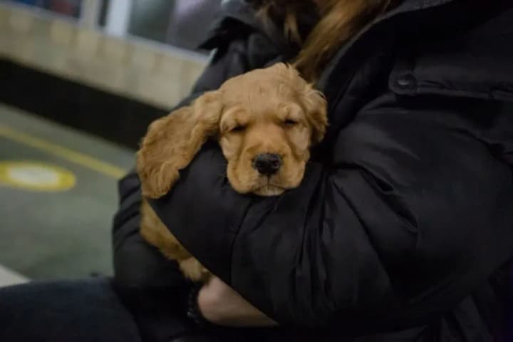 В Україні дозволили брати тварин в укриття. У МВС внесли зміни до наказу