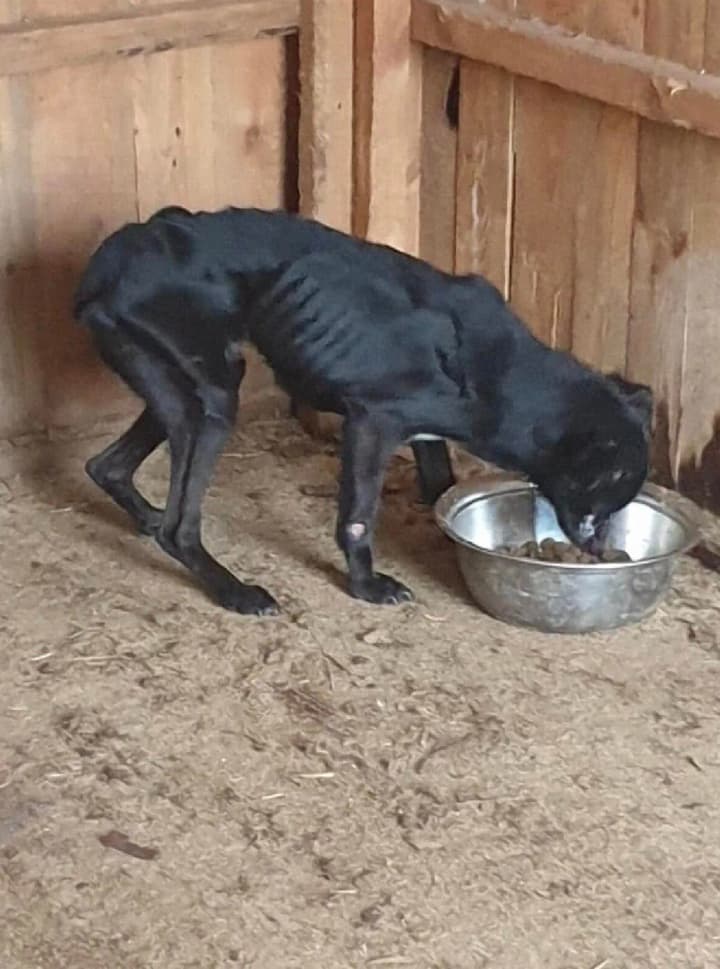 One of the shelters in the Kyiv region has been accused of animal cruelty: what is known