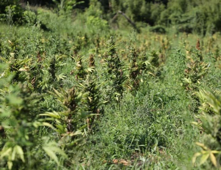 Special operation “Gentlemen”: law enforcement officers found over 50 kg of cannabis in 20 regions of Ukraine