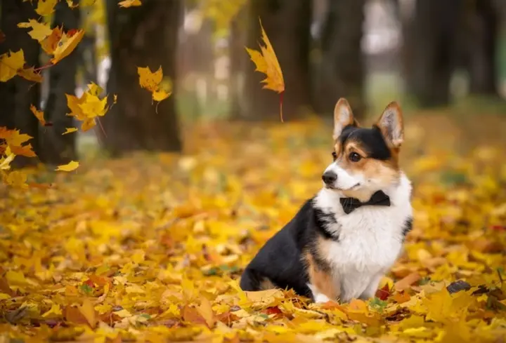 Хмарна погода та дощі: прогноз синоптиків на 7 жовтня в Україні