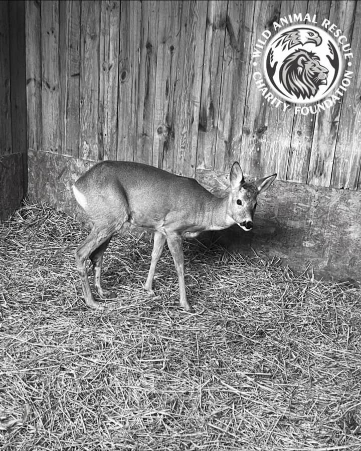 A little heart could not withstand the cannonade of explosions during a massive Russian attack: a roe deer, rescued after a car accident, died in Kyiv Oblast
