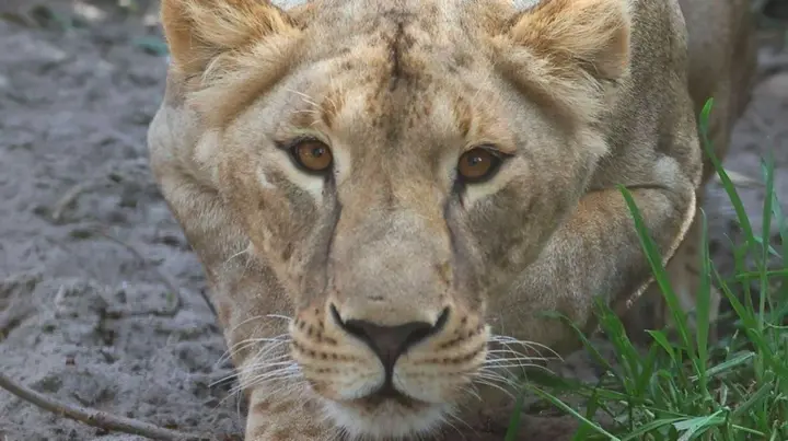 Lioness Vasylina, evacuated from Kharkiv region, suddenly died in South Africa