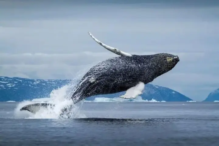 New method for whale health control: deadly virus in the Arctic detected using drones