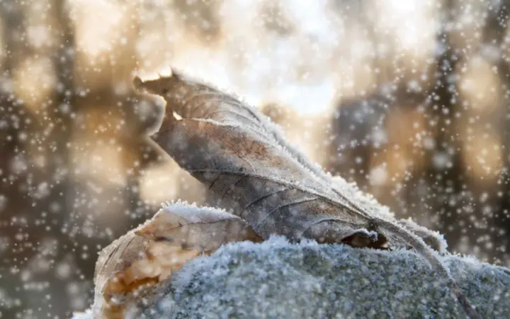 Light snow in the west and north of the country, no precipitation in the rest of the territory: weather forecast for December 23