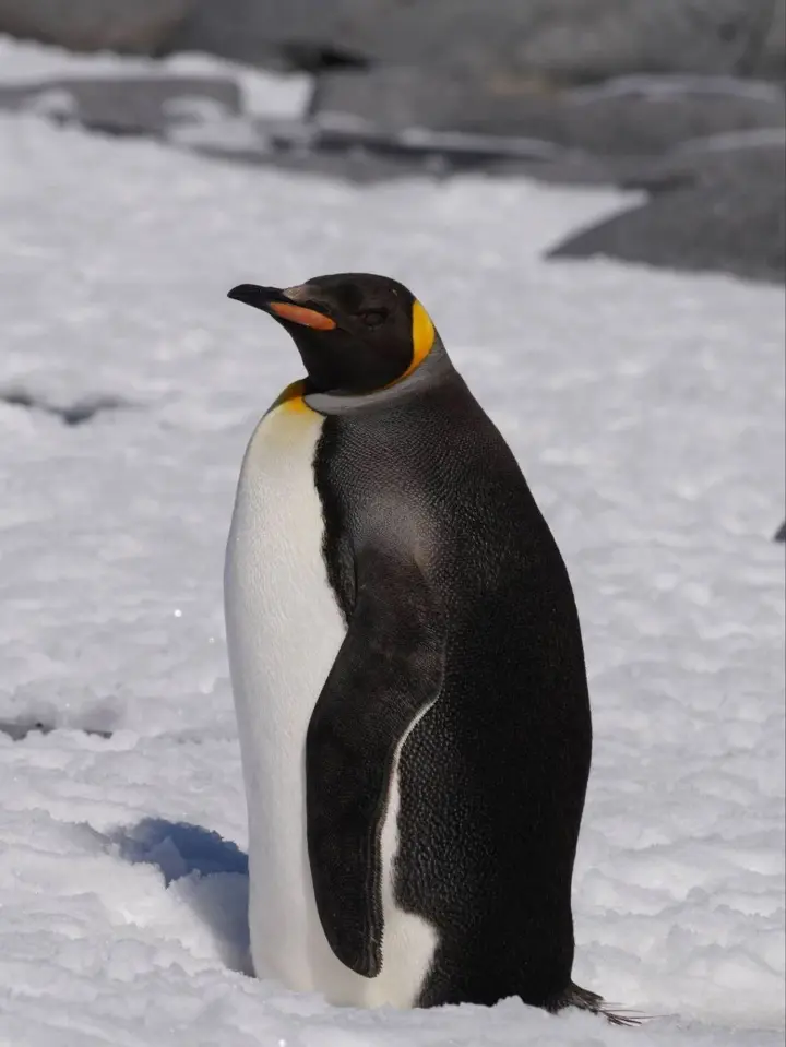Біля станції "Вернадського" в Антарктиці помітили рідкісного королівського пінгвіна