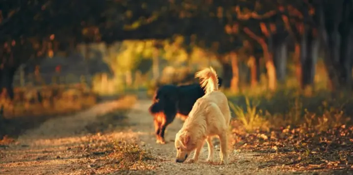 Найбільші породи собак у світі