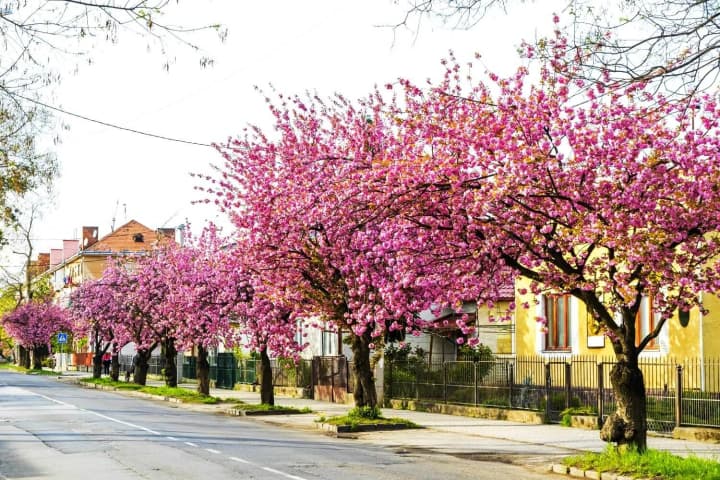 When will the cherry blossoms bloom in Uzhhorod and what else is worth seeing in the city?