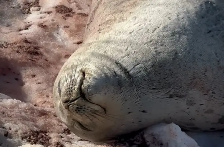 Ukrainian polar explorers share footage of a Weddell seal sleeping in Antarctica