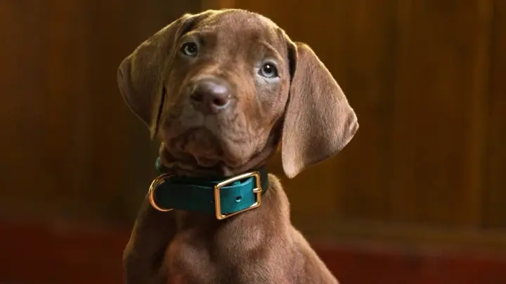 Netflix revealed the real Scooby-Doo in a new series teaser