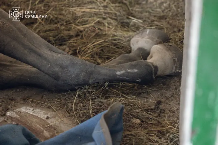 The Russian Federation attacked an equestrian school in Sumy where children's classes were held; animals were killed