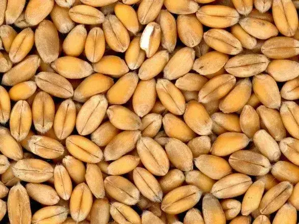 Occupiers disguise fuel in grain trucks for supply to the front - CND