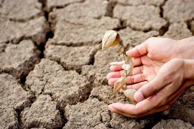 "Super" El Niño could cause a global food price shock lasting until 2028 - analysts