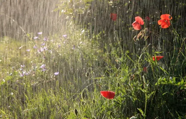 In the coming days, Ukraine expects rain and heat up to +33°