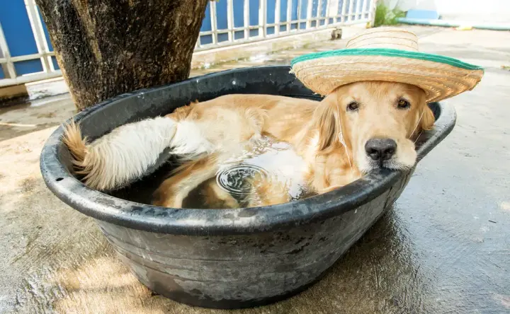 How to help pets in the heat - tips