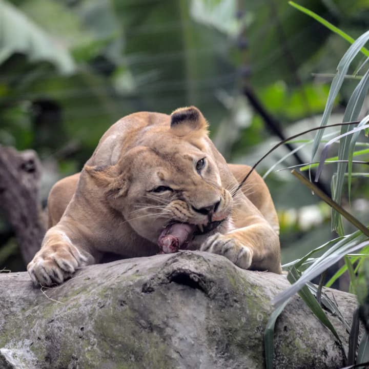 Three lionesses die in Tokyo zoo within a week due to extreme heat