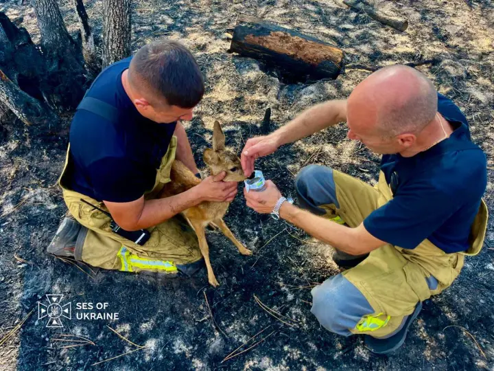 Ukrainian emergency responders rescued a roe deer while extinguishing a forest fire in France