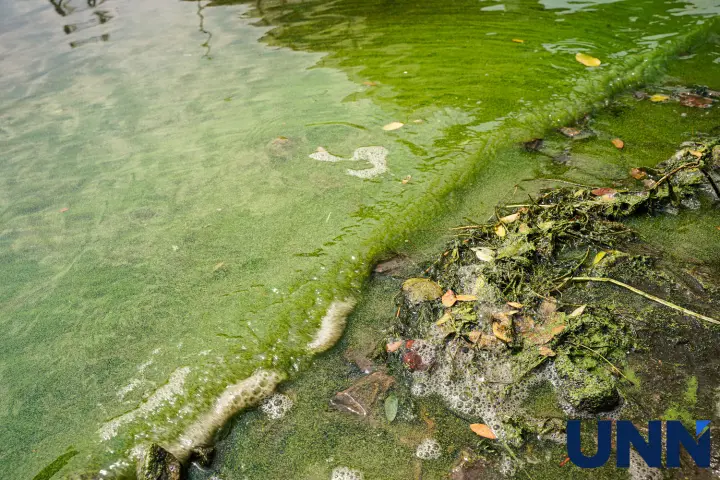 Early blooming and rapid shallowing - what awaits Ukraine's rivers