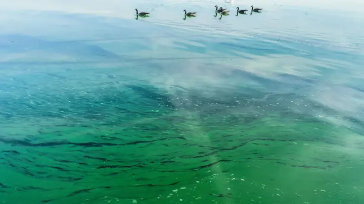 Токсичні водорості з’явилися на узбережжі Балтійського моря в Німеччині та Польщі, влада попереджає про небезпеку купання